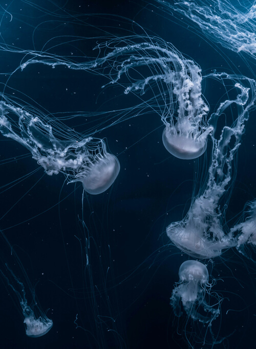 水母：1