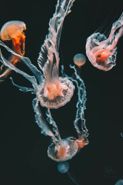 水母：2