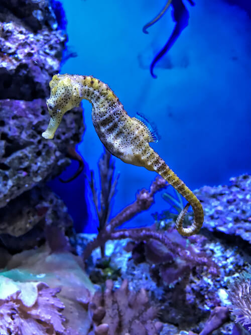 海馬：2