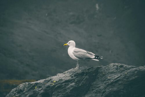 海鷗：1