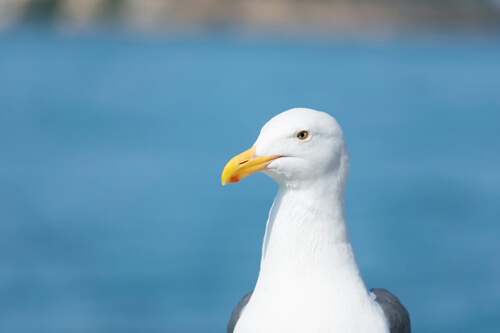 海鷗：6