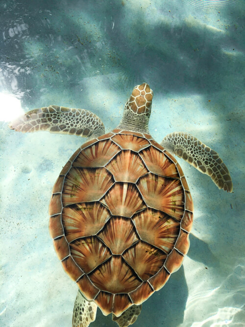 海龜：2