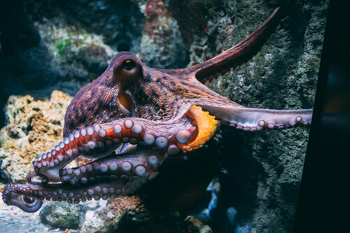 章魚：2