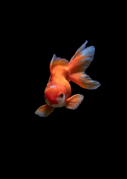 金魚：1