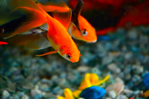 金魚：2
