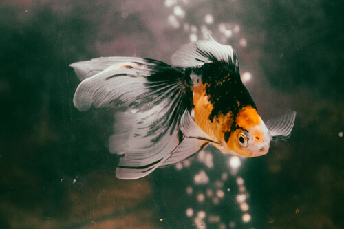 金魚：3