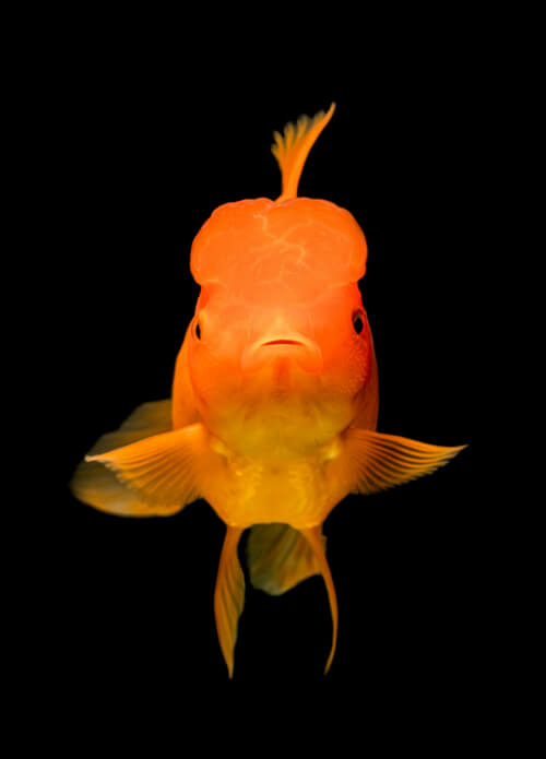 金魚：4
