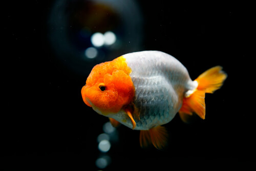 金魚：5
