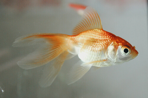 金魚：6