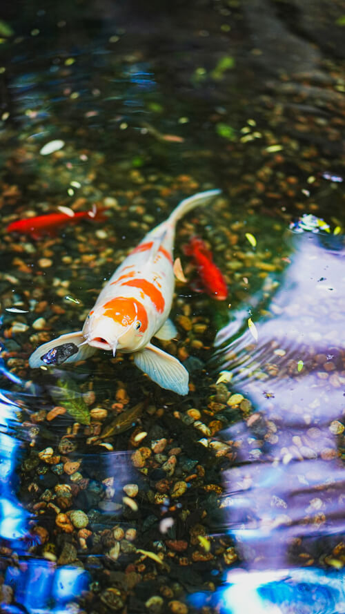 錦鯉：1
