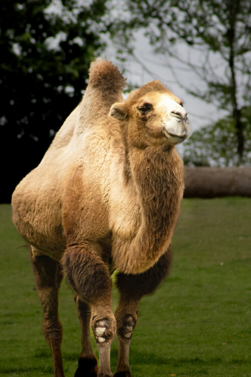 駱駝：3