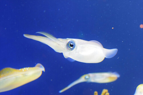 魷魚：2
