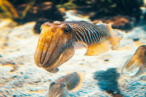魷魚：3