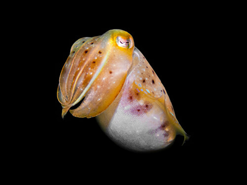 魷魚：4