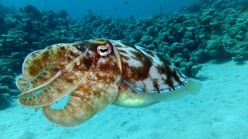 魷魚：5