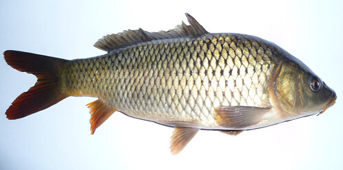 鯉魚：1