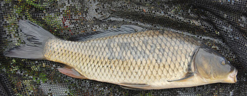 鯉魚：2