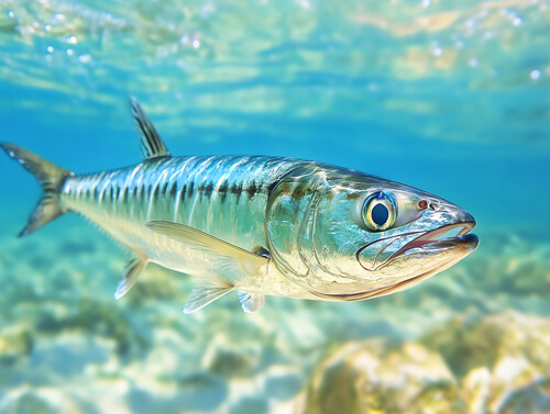 鯖魚：3