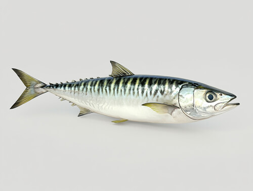 鯖魚：4