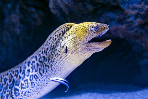鰻魚：1