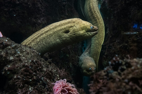 鰻魚：2