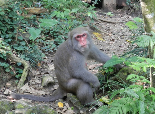 台灣獼猴:1