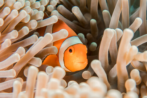 小丑魚:1