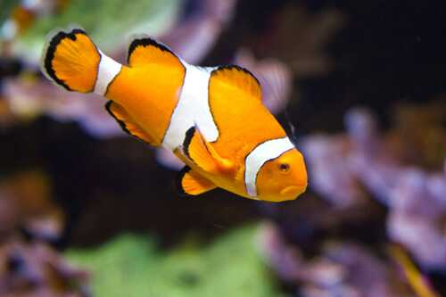 小丑魚:2
