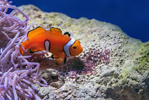 小丑魚:5
