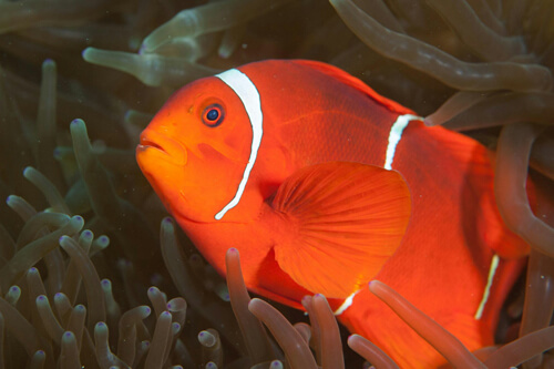 小丑魚:6