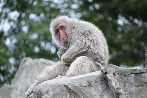 日本獼猴:1