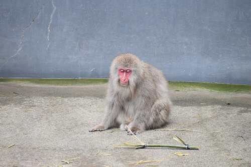 日本獼猴:2