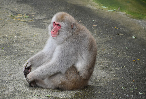 日本獼猴:3