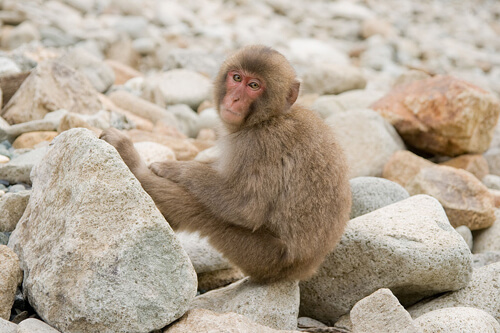 日本獼猴:4