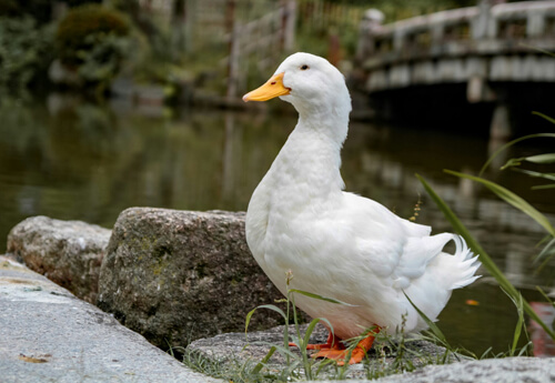 柯爾鴨:2