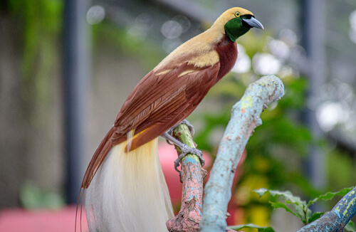 極樂鳥(天堂鳥):3