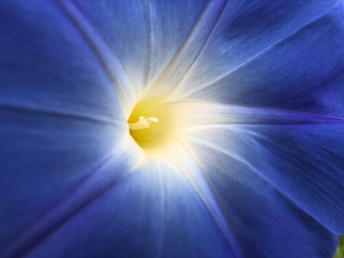 牽牛花(喇叭花):4