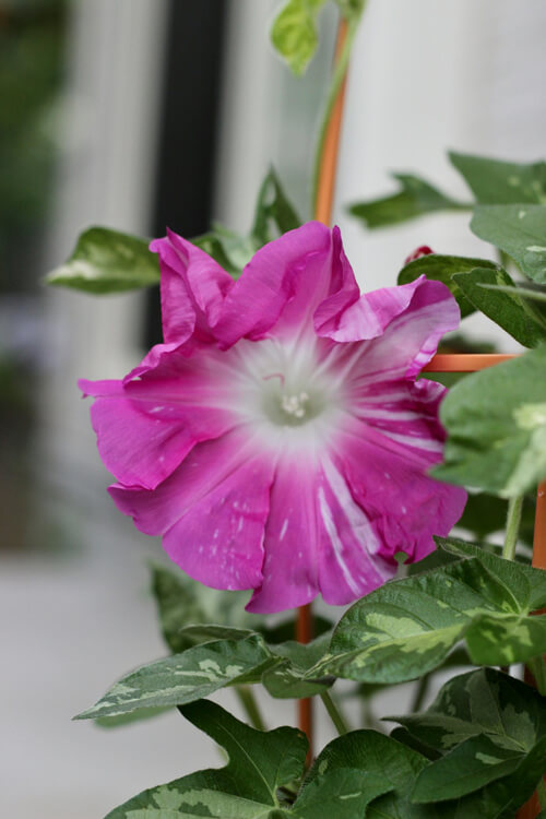 牽牛花(喇叭花):5