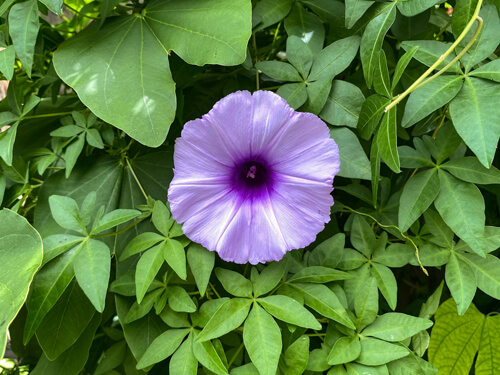 牽牛花(喇叭花):6