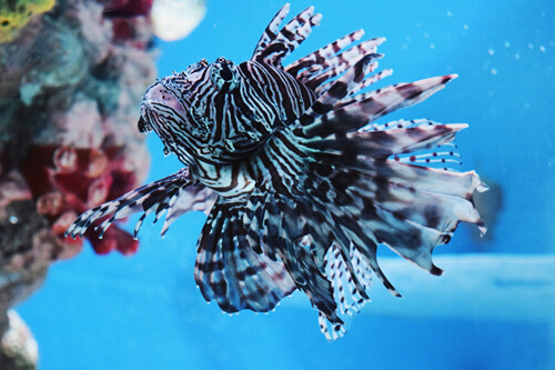 獅子魚:1