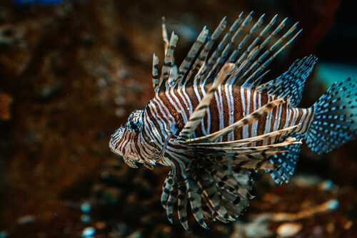 獅子魚:2