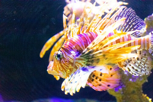 獅子魚:3