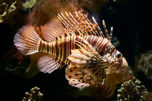 獅子魚:4