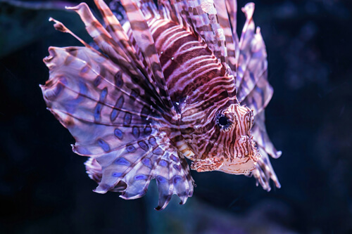 獅子魚:5
