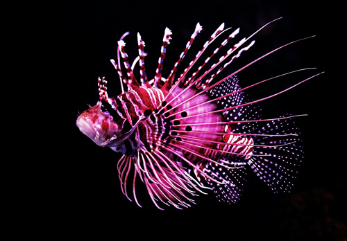 獅子魚:6