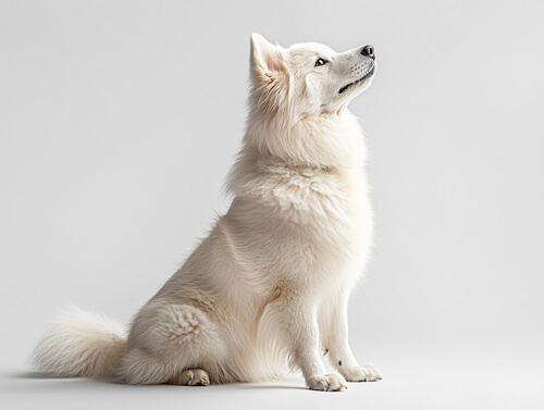 薩摩耶犬:2