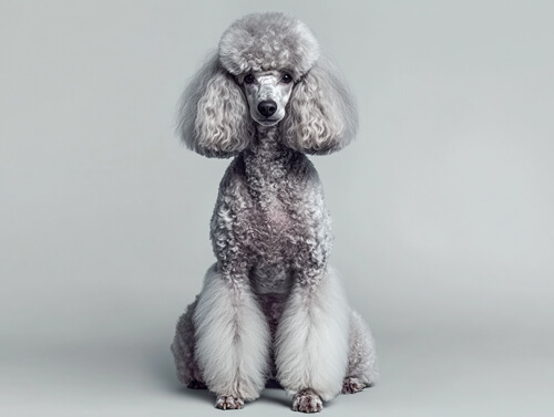 貴賓犬:2