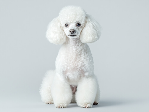 貴賓犬:5