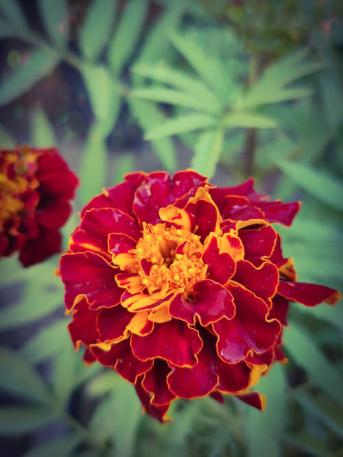 金盞花(萬壽菊):4