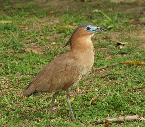 黑冠麻鷺(大笨鳥):2
